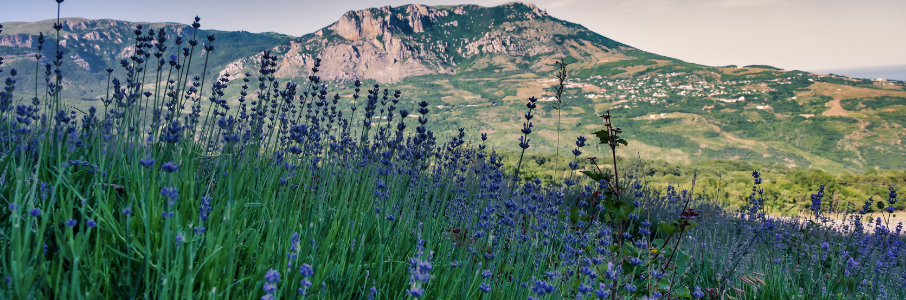 Allied Physical Therapy job in Charlotte, North Carolina – Travel Healthcare Hero Image