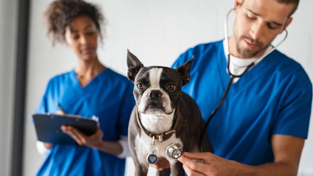 Veterinarians smiling and giving a french bulldog a check up.