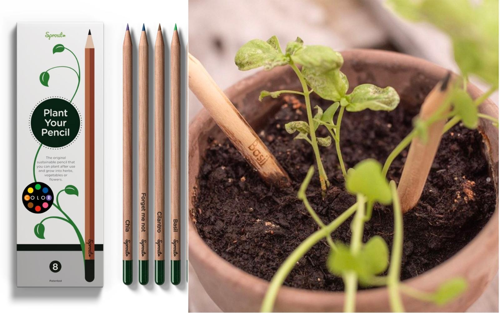 Sprout colored pencils product image.