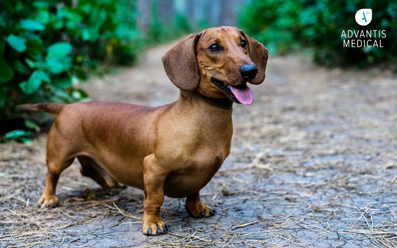 Brown Dachshund dog in a backyard with their tongue out.