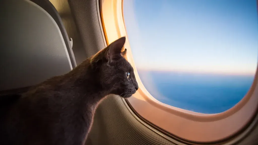 Brown cat on a plane staring out the window with the clouds and sky reflecting in it's eyes.